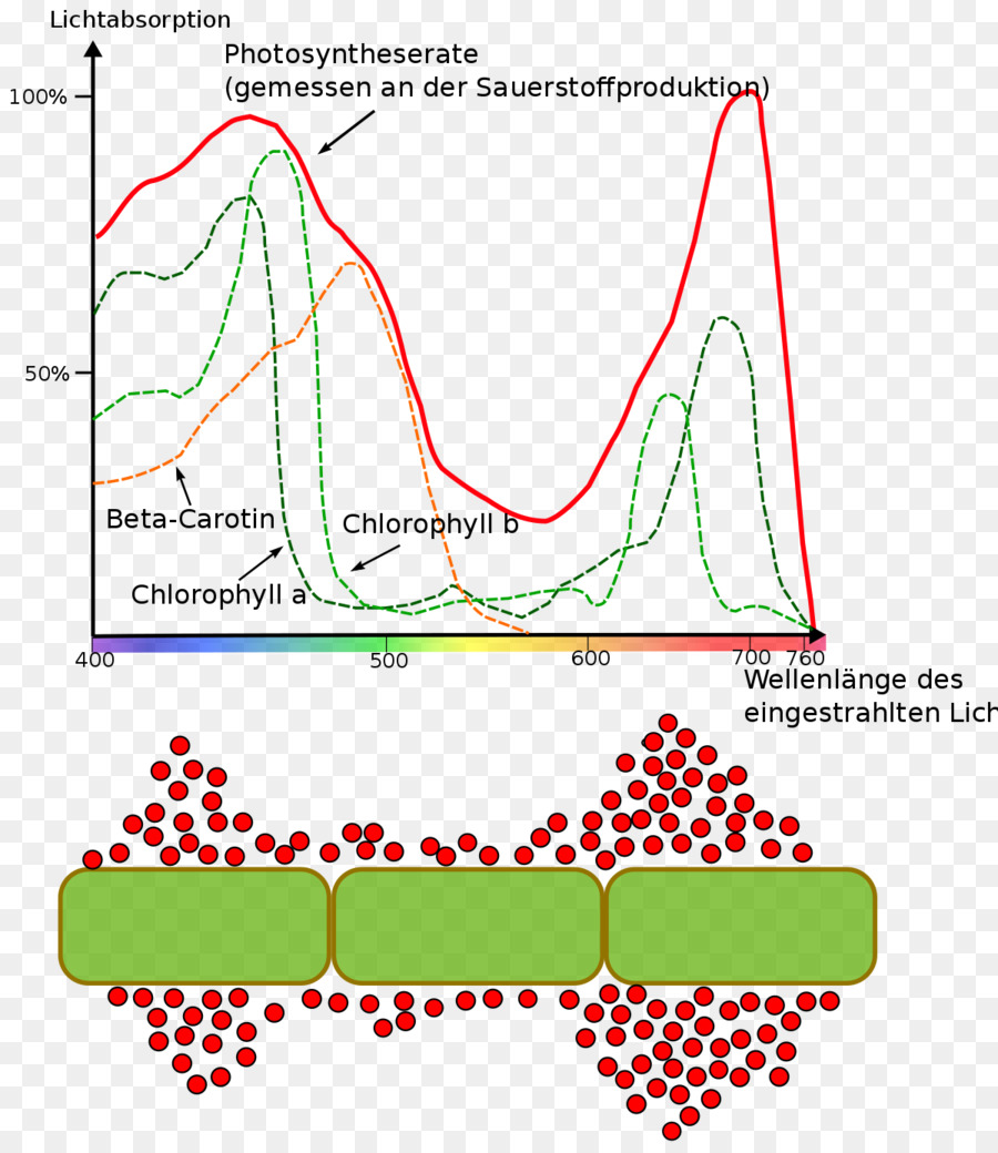 Gráfico De Fotosíntesis，Absorción De Luz PNG