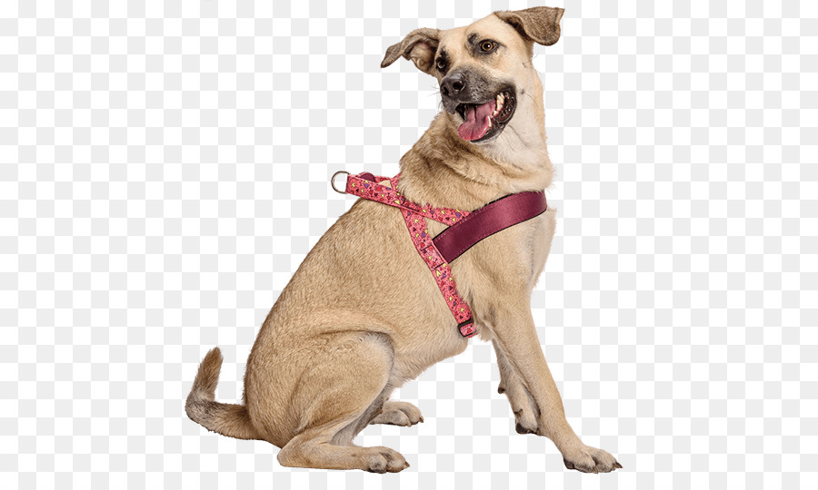 Raza De Perro，Perro PNG