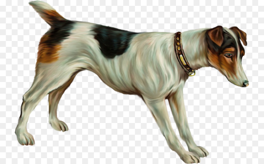 Russell Terrier，Tenterfield Terrier PNG