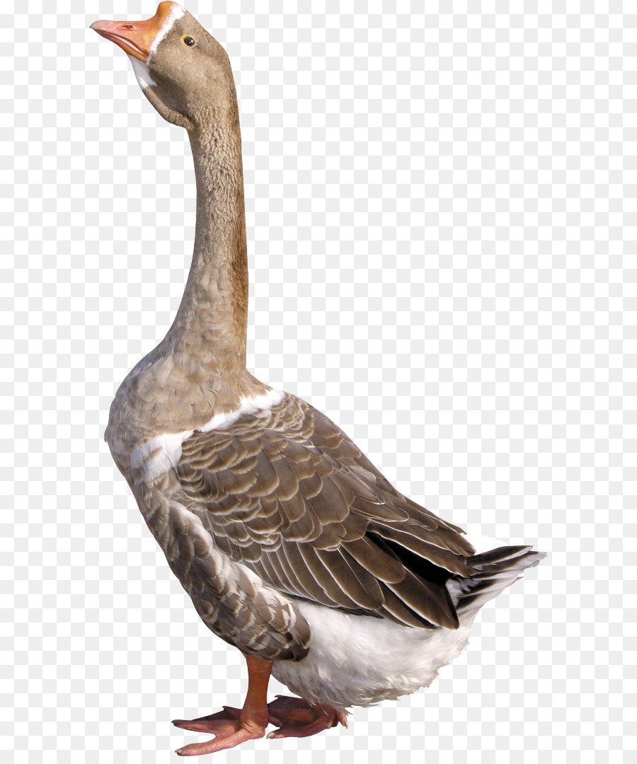 Ganso，Pato PNG