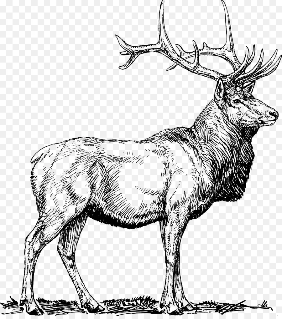 Elk，Los Ciervos PNG