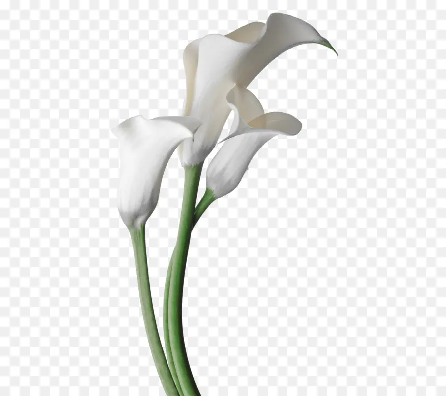 Arumlily，Flor PNG