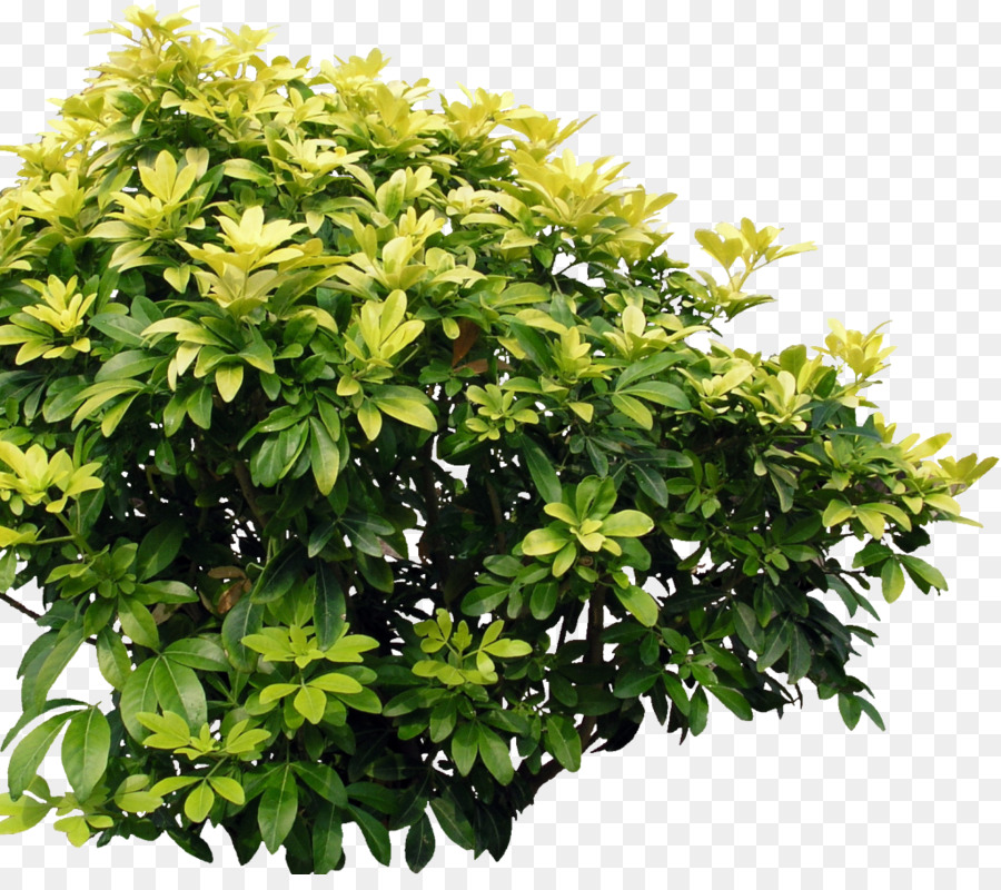 Arbusto，árbol PNG