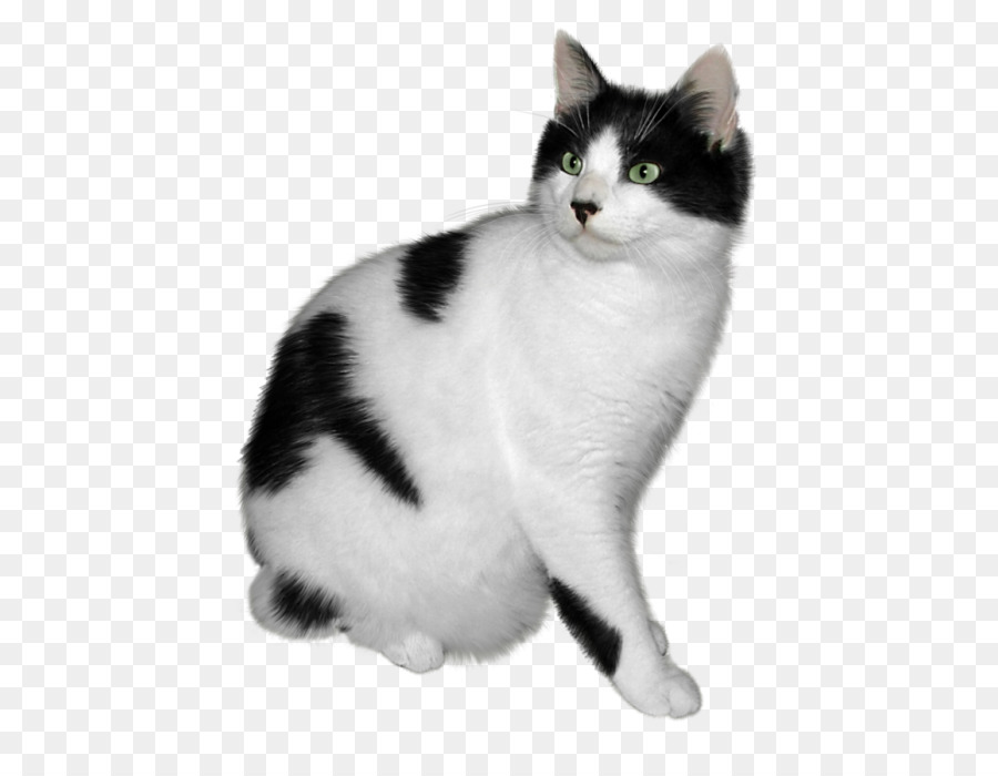 American Wirehair，Gatito PNG