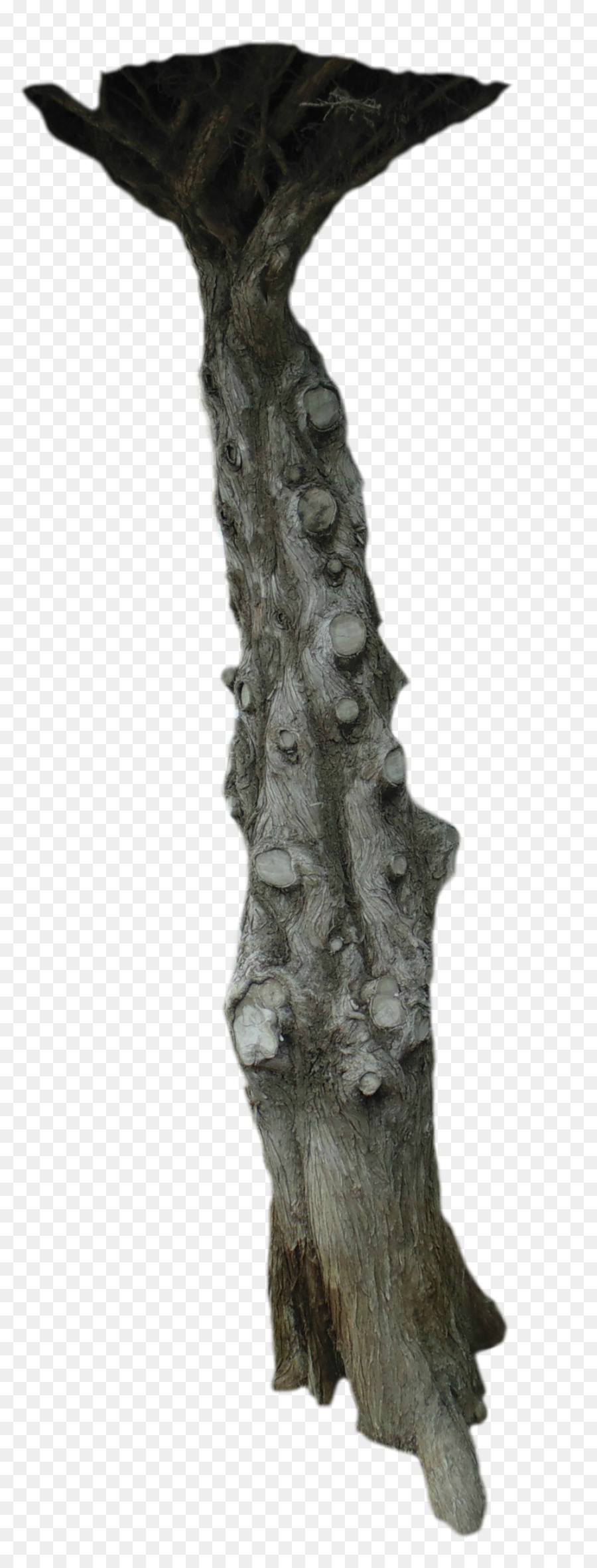 Tronco De árbol，Ladrar PNG