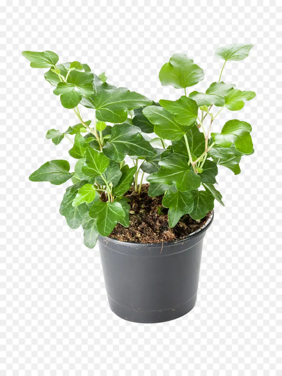 Ivy Común，Planta De Casa PNG