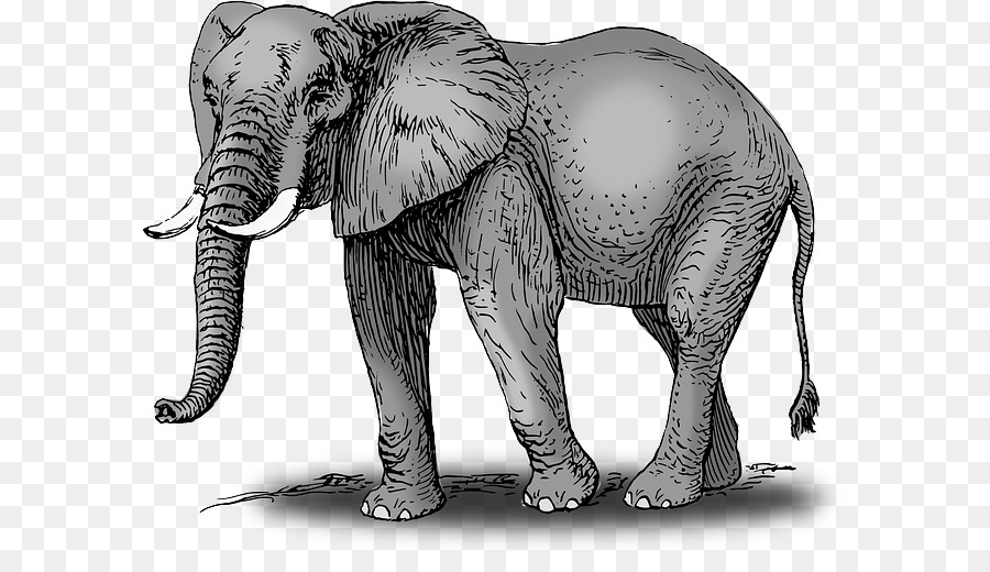 Elefante Africano De Sabana，Dibujo PNG