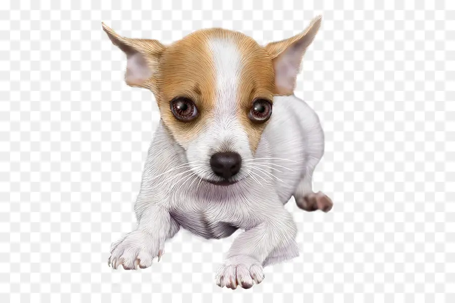 Chihuahua，Cachorro PNG