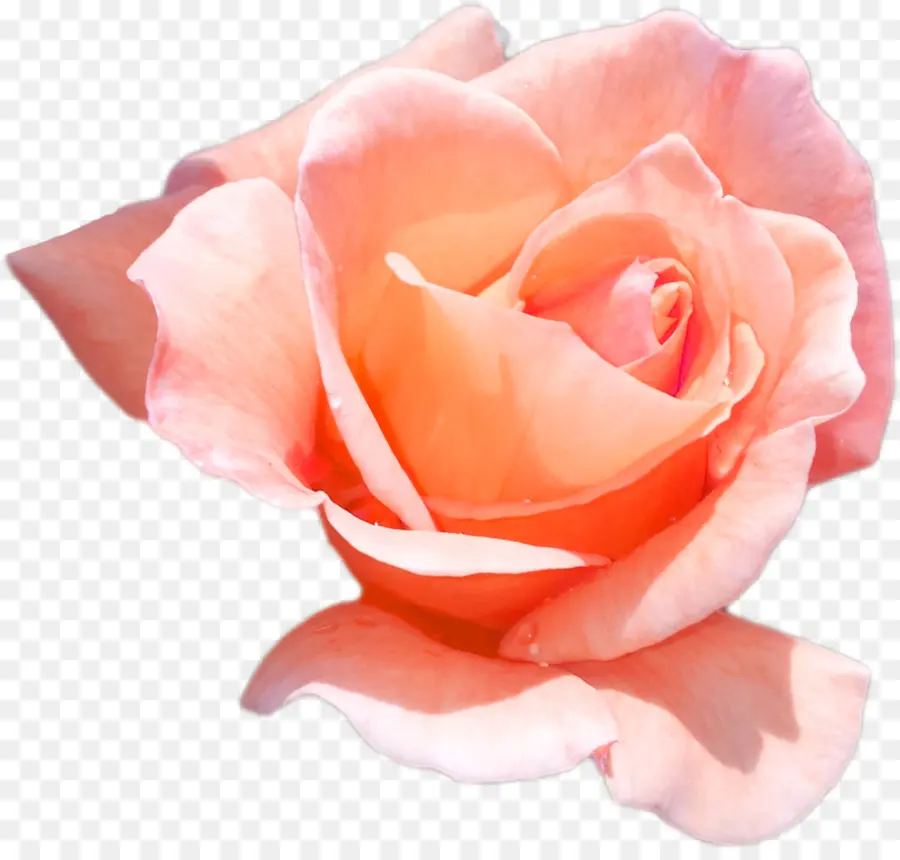 Rosa Rosa，Floración PNG