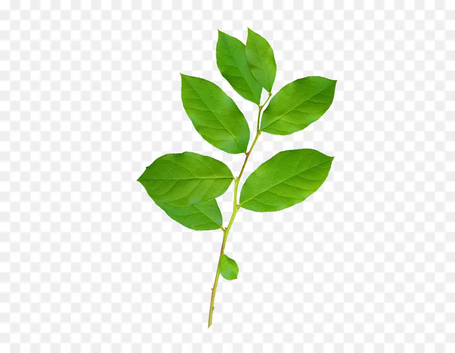 Hojas Verdes，Planta PNG