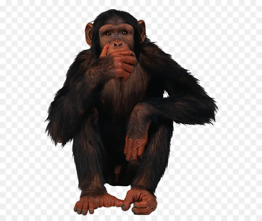 Chimpancé Común，Mono PNG