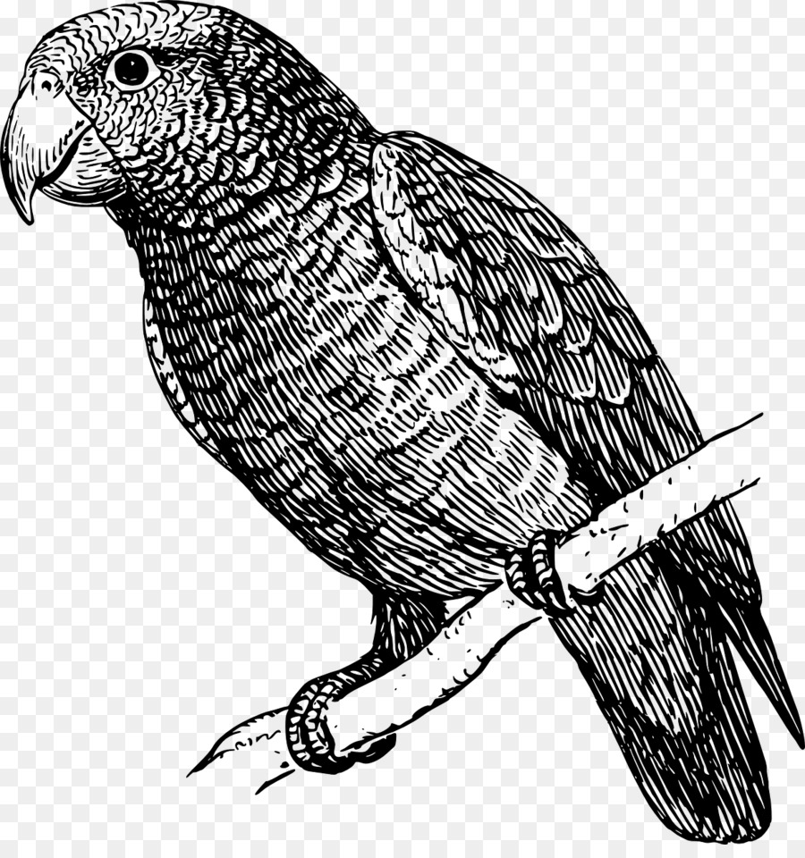 Parrot，Budgericar PNG