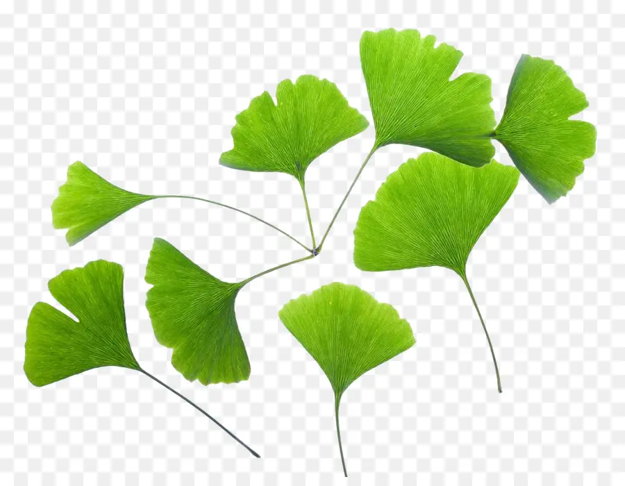 Ginkgo Biloba，Extracto PNG