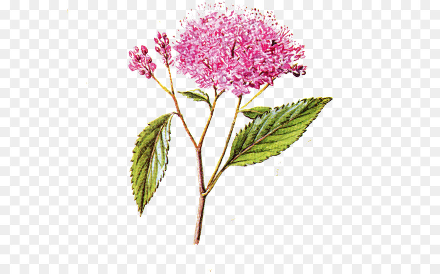 De Los Cerezos En Flor，Flor PNG