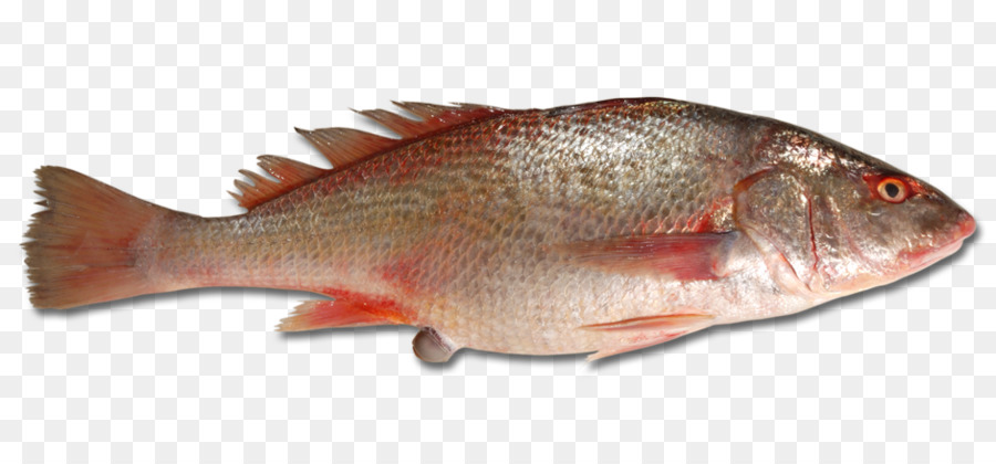 El Norte De Pargo Rojo，La Tilapia PNG