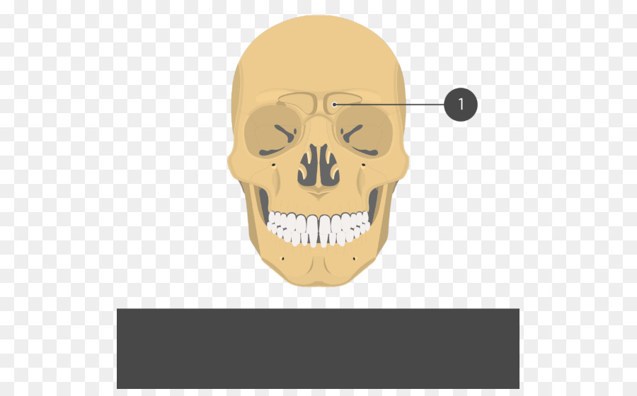 Hueso Cigomático，Cigomático Proceso PNG