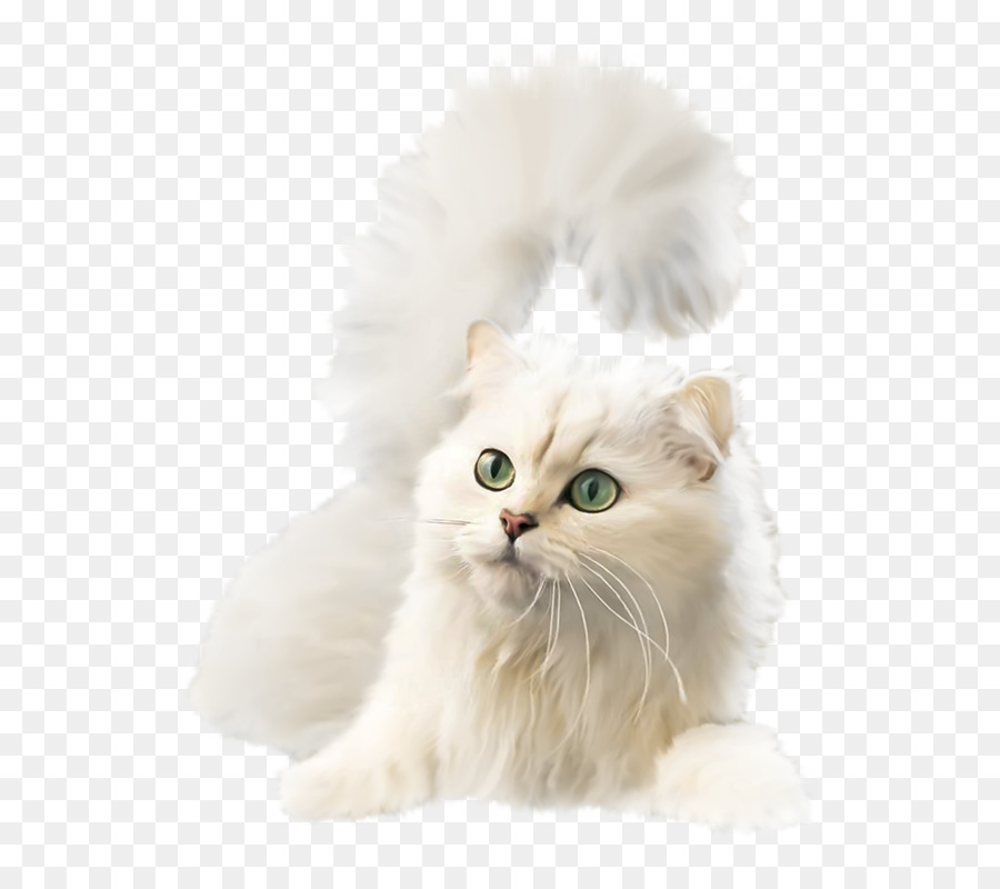 Gatito，British Semilonghair PNG