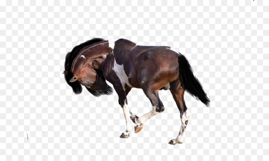 Caballo，El Ganado PNG