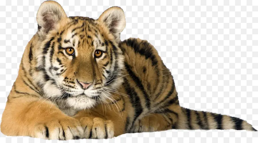 Tigre，Cachorro PNG