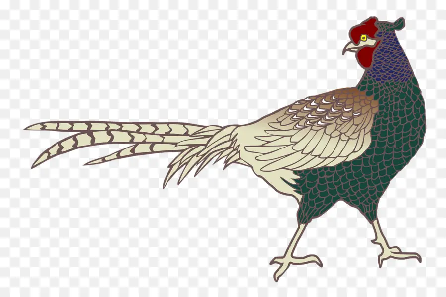 Gallo，Pájaro PNG