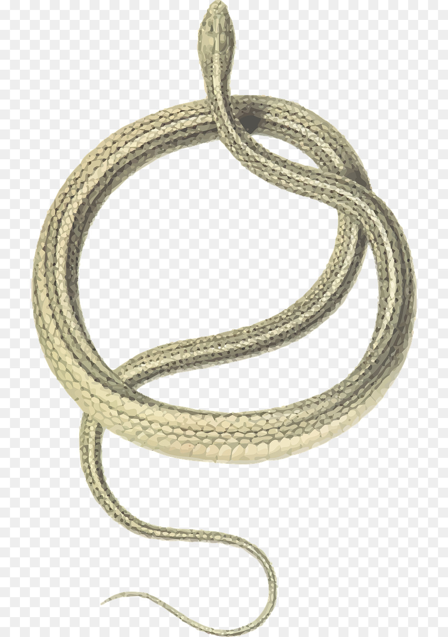La Serpiente，Coluber PNG