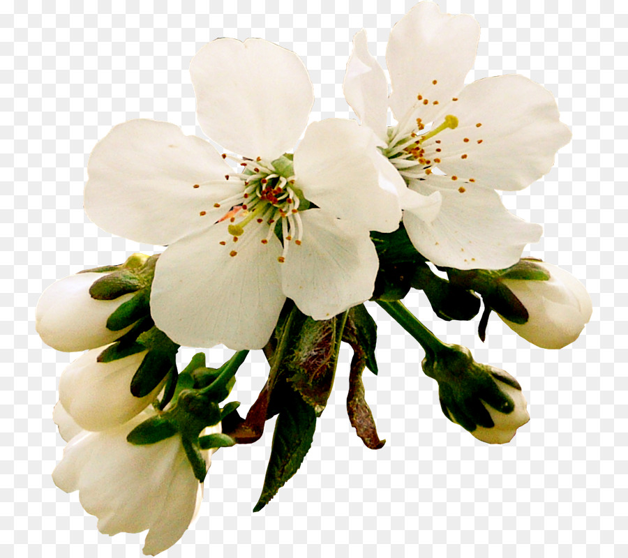 Flores Blancas，Florecer PNG