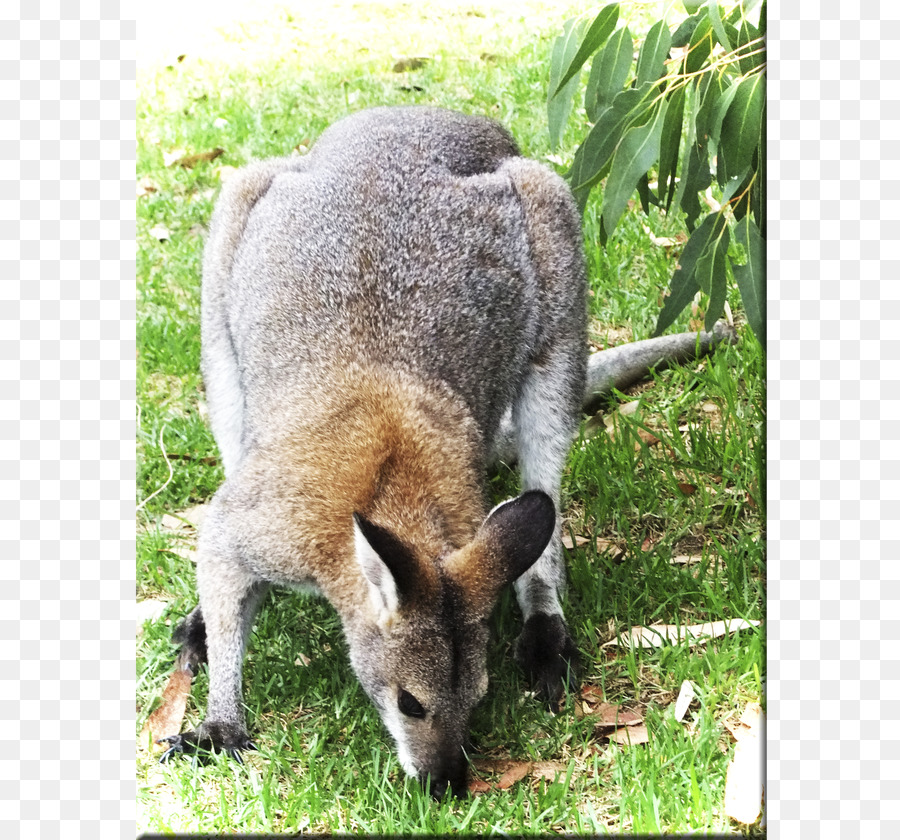 Wallaby Reserva，Canguro PNG