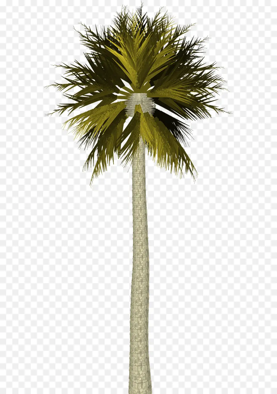 Asiático Palmira Palma，Arecaceae PNG