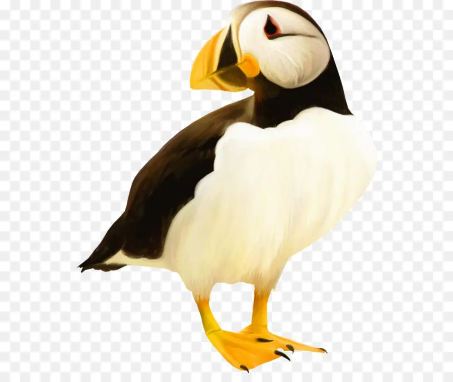 Puffin，Pájaro PNG