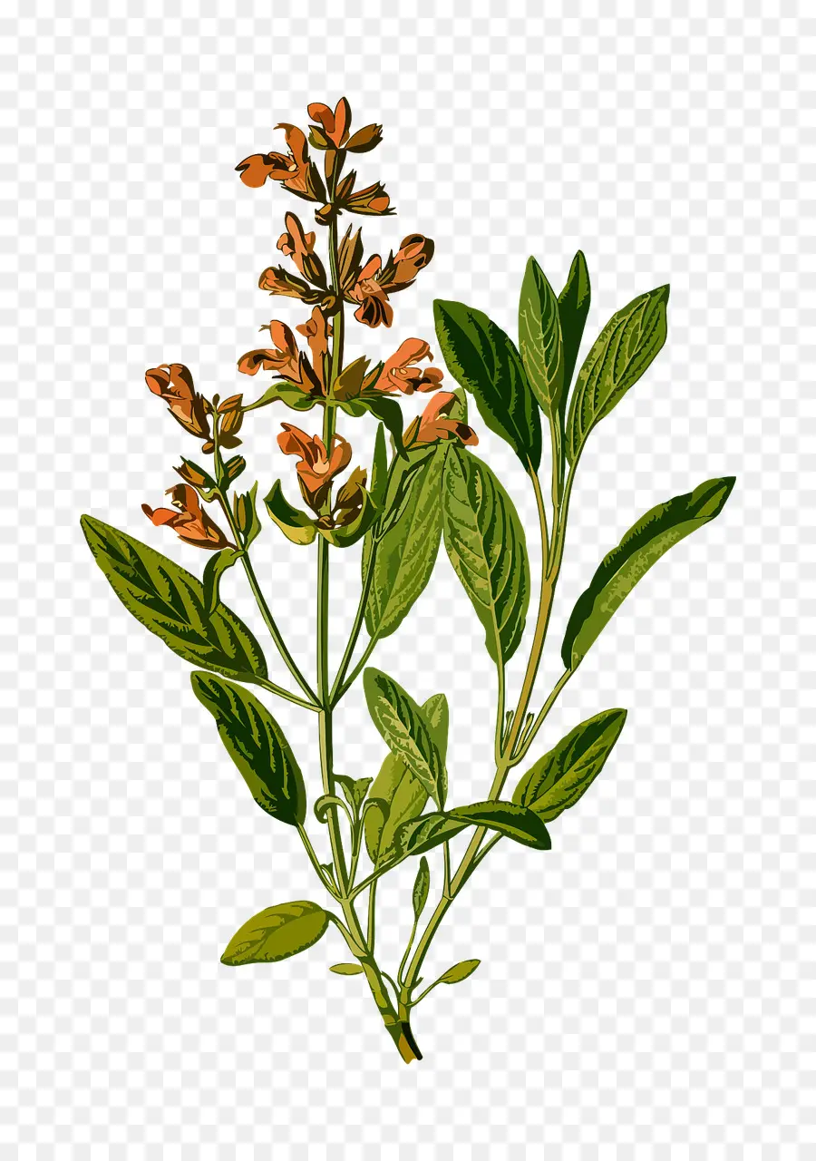 Salvia Común，Hierba PNG