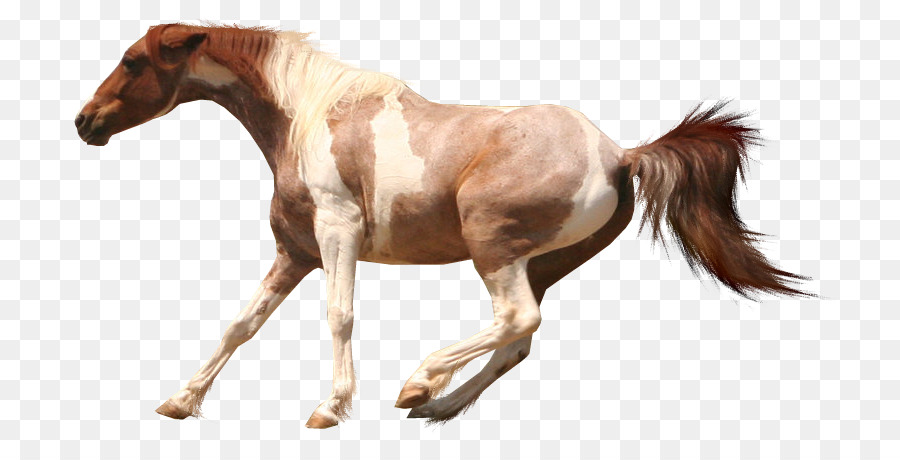 Caballo Blanco，Animal PNG