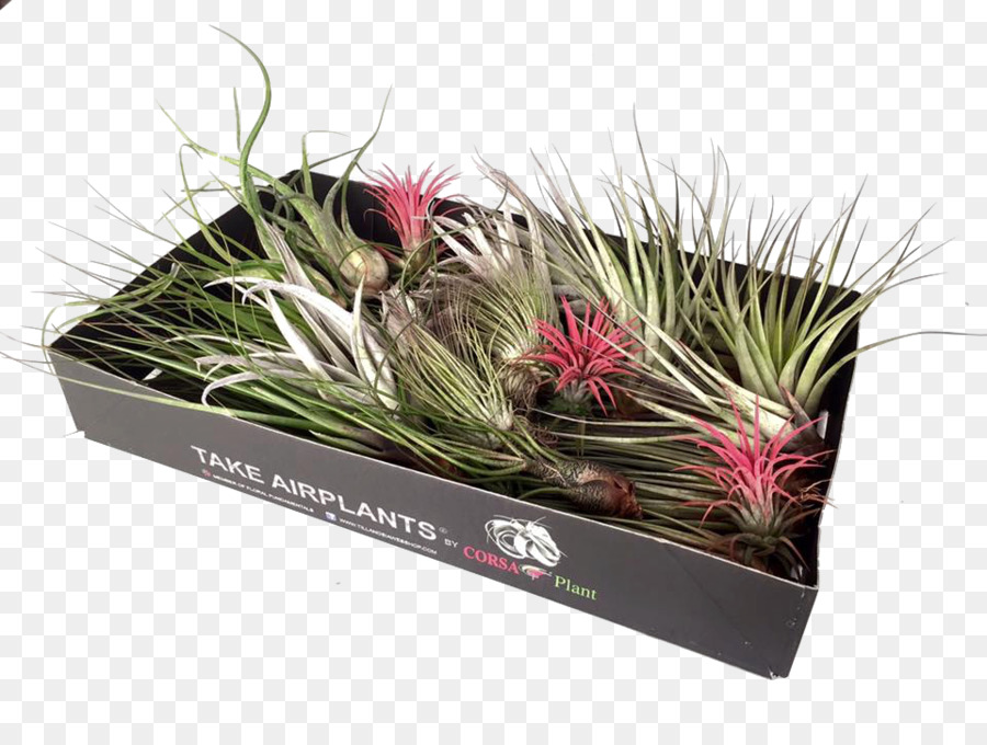 Tillandsia，Los Pastos PNG