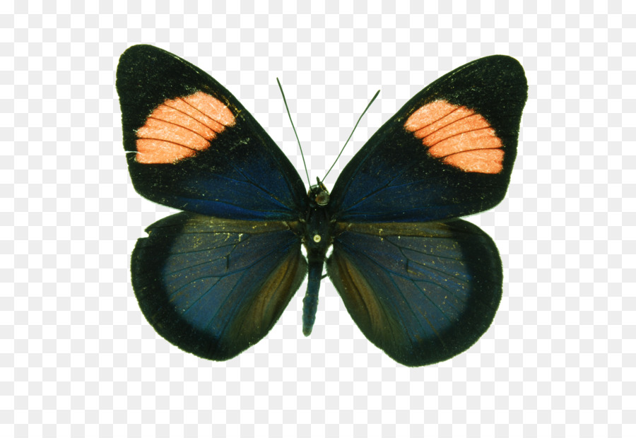 Mariposa Negra，Alas PNG