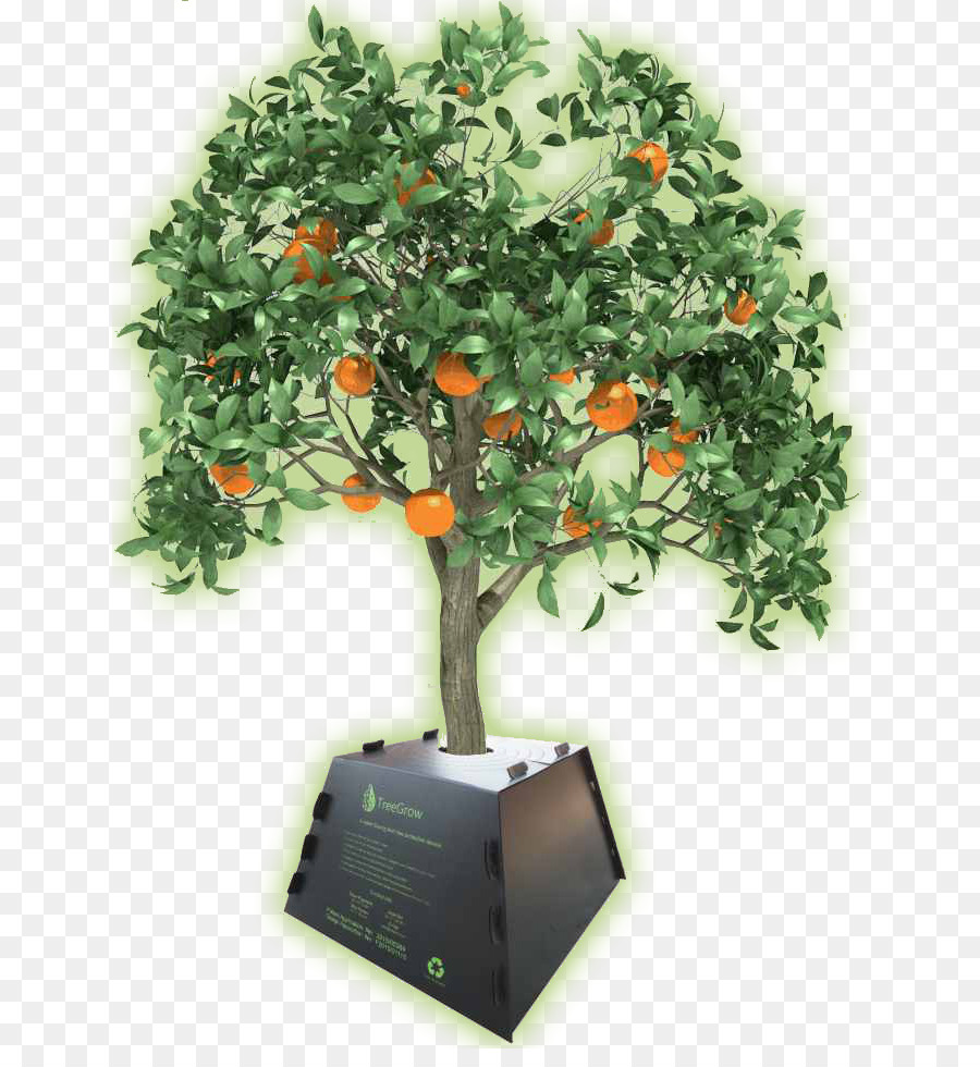 árbol，Naranja PNG