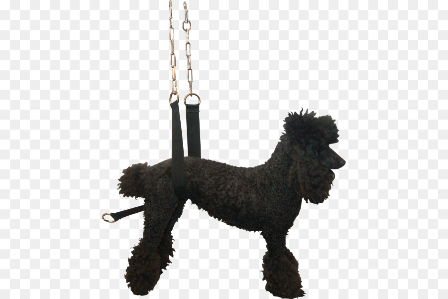 Poodle Estándar，En Miniatura Caniche PNG