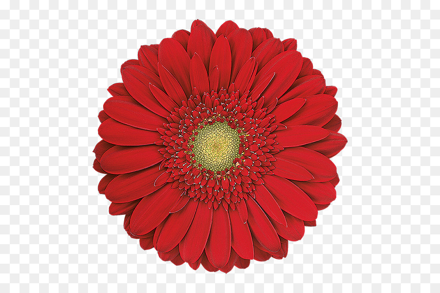 Transvaal Daisy，Papel PNG