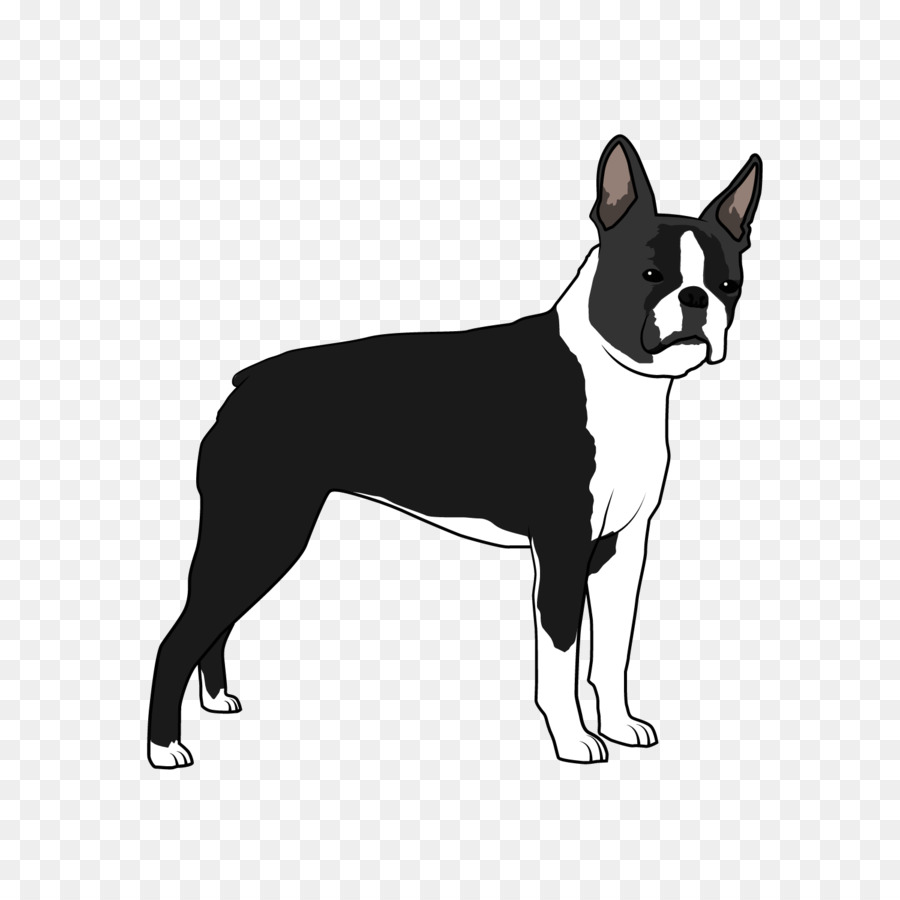 Boston Terrier，Raza De Perro PNG