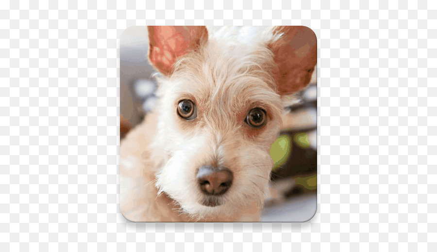 Schnoodle，Cachorro PNG