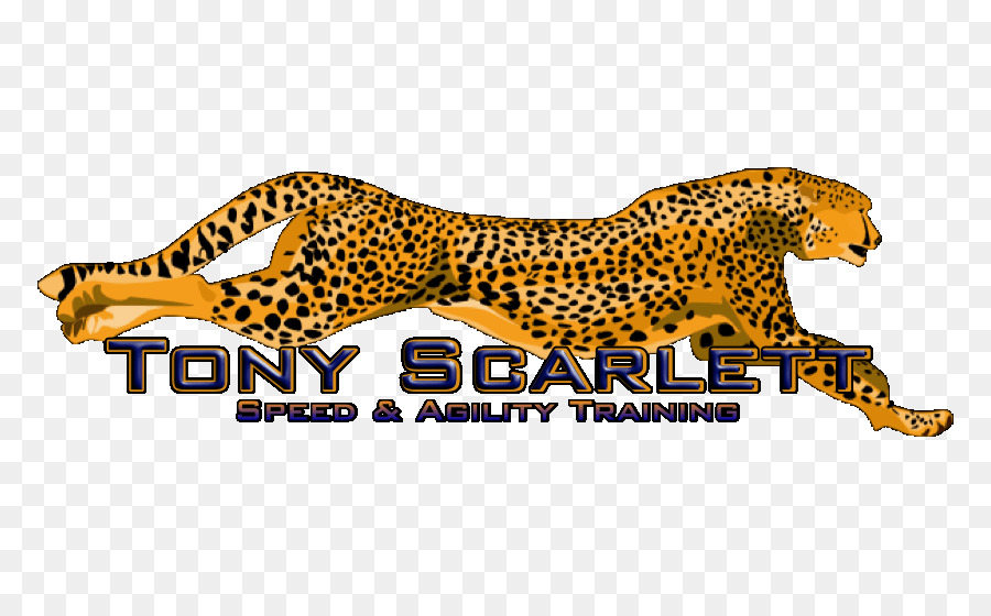 Cheetah，Jaguar PNG