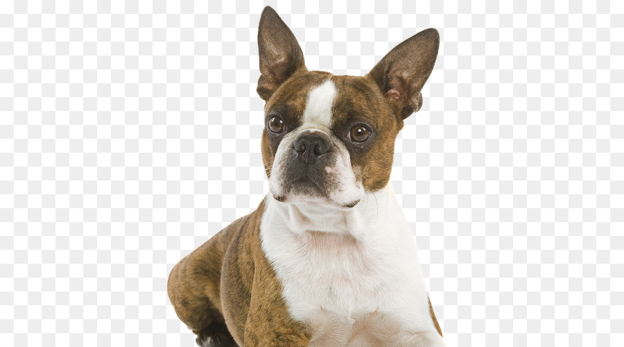 Boston Terrier，Bulldog PNG