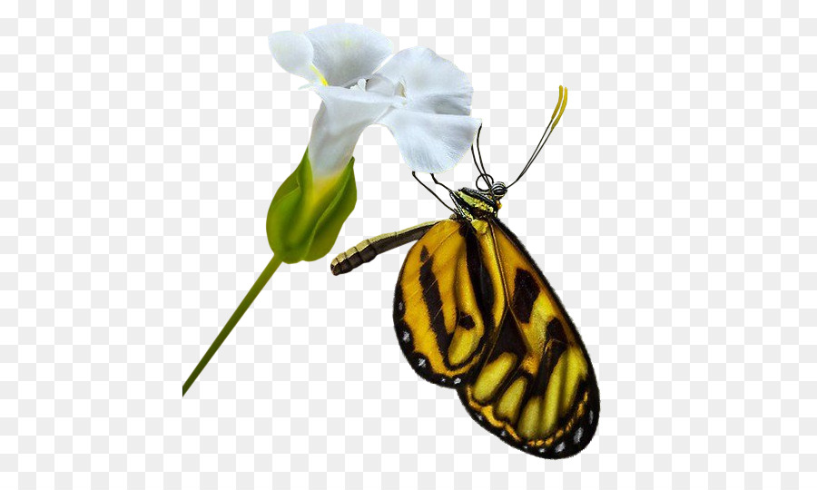 La Mariposa Monarca，La Polilla PNG