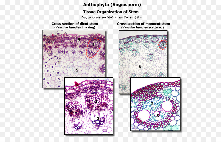 Dicotyledon，La Histología PNG