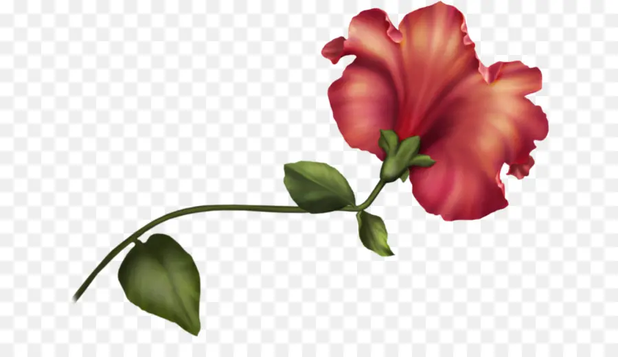 Border Flowers，Flower PNG