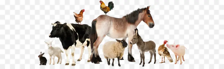 Animales De Granja，Caballo PNG