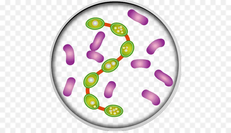 Bacterias，Microorganismos PNG