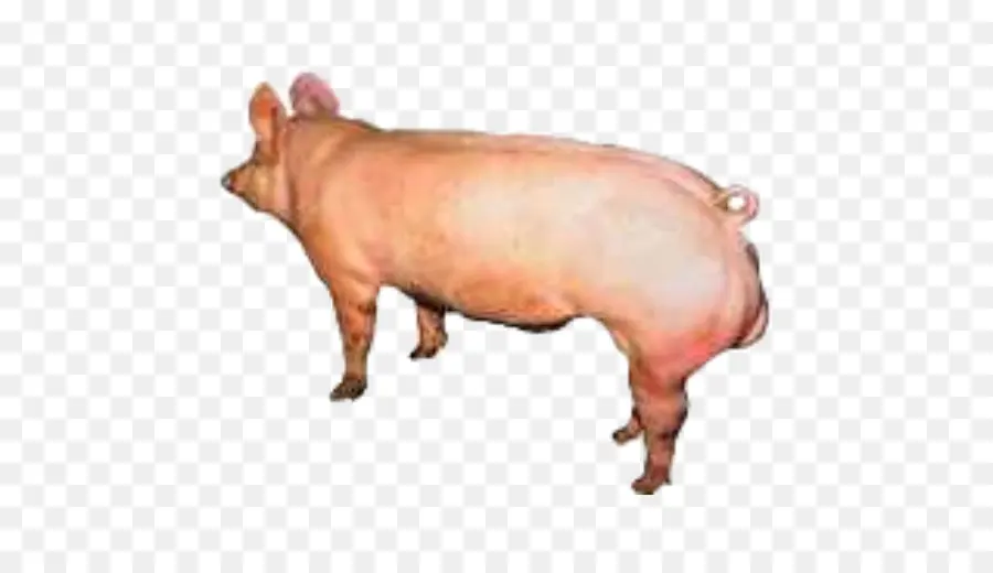Cerdo，Ganado PNG