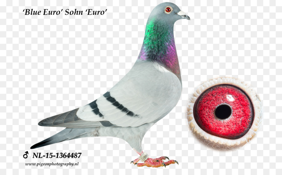 Columbidae，Homing Pigeon PNG