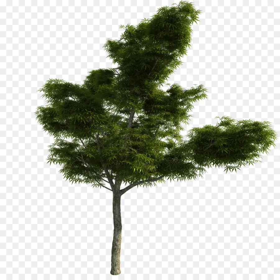 Alerce，árbol PNG