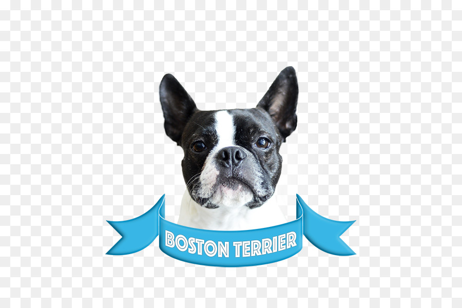 Boston Terrier，Bulldog Francés PNG