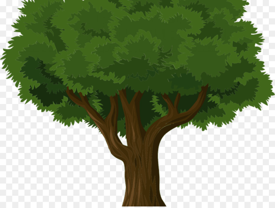 Árbol，Naturaleza PNG